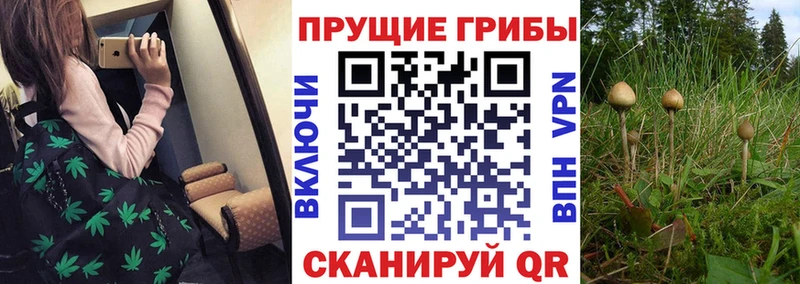 Галлюциногенные грибы GOLDEN TEACHER  где купить   Городовиковск 